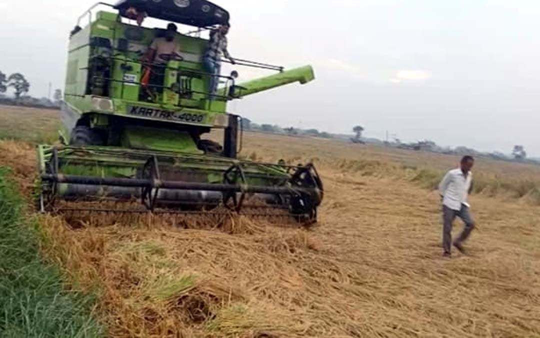 Unseasonal rains turn into tears for farmers, leaving fields covered in gold, even harvesters unable to pick them up.